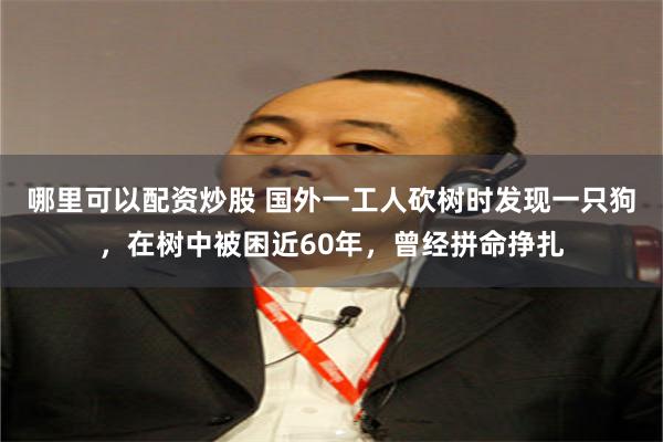 哪里可以配资炒股 国外一工人砍树时发现一只狗，在树中被困近60年，曾经拼命挣扎