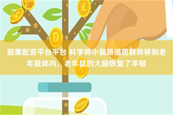 股票配资平台平台 科学将小鼠肠道菌群转移到老年鼠体内，老年鼠的大脑恢复了年轻